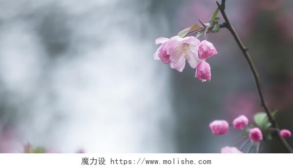 春天粉色花卉背景图片